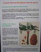 Cycas thouarsii, doyen de la serre.jpg